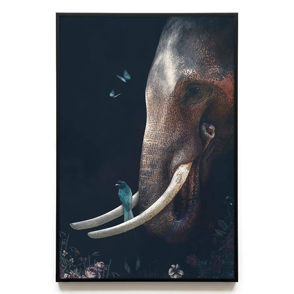 Elephant #2 EU