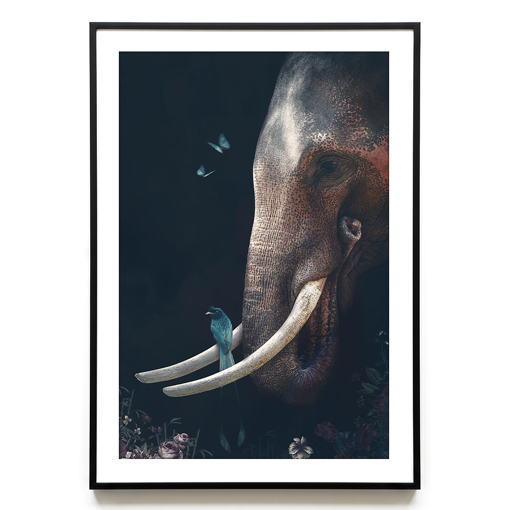 Elephant #2 EU