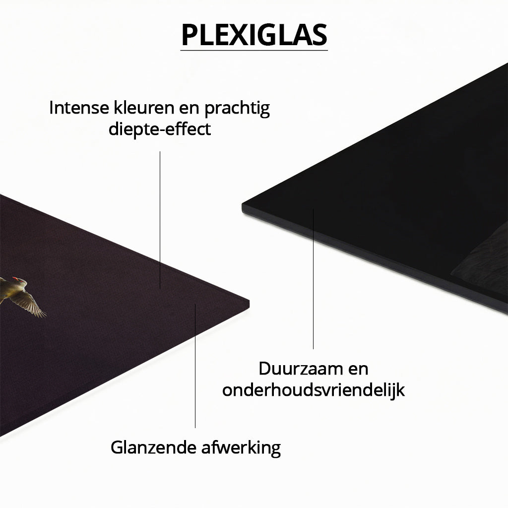 Elephant with Oxpeckers