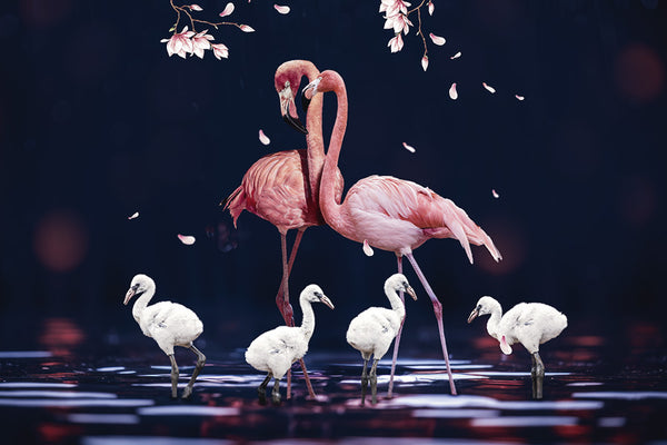 FlamingoFamilie