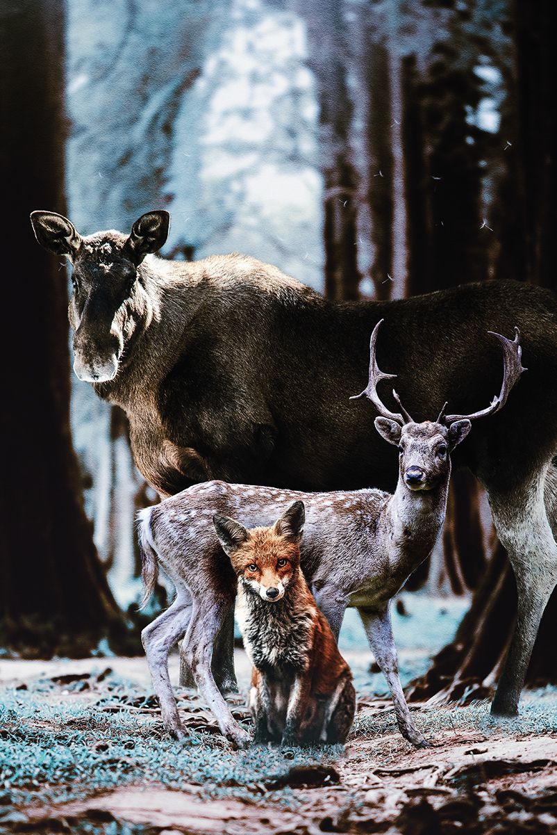 Forest Friends PosterJunkie