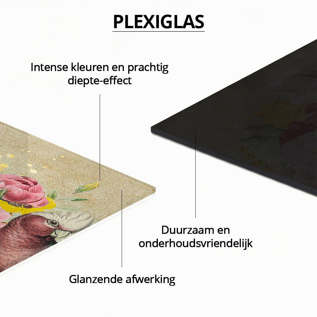 Galah Cockatoo Heaven