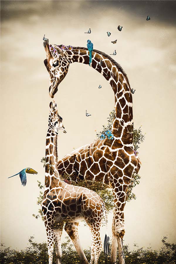 Giraffe und Kalb