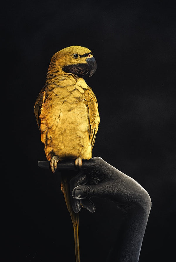 Goldener Papagei
