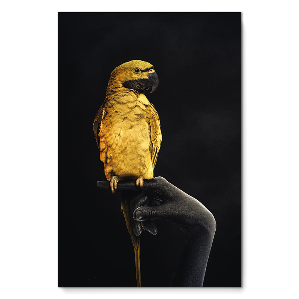 Golden Parrot