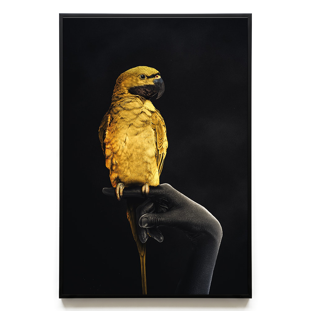 Golden Parrot EU