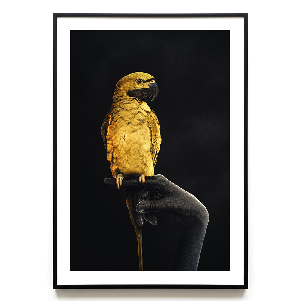 Golden Parrot EU