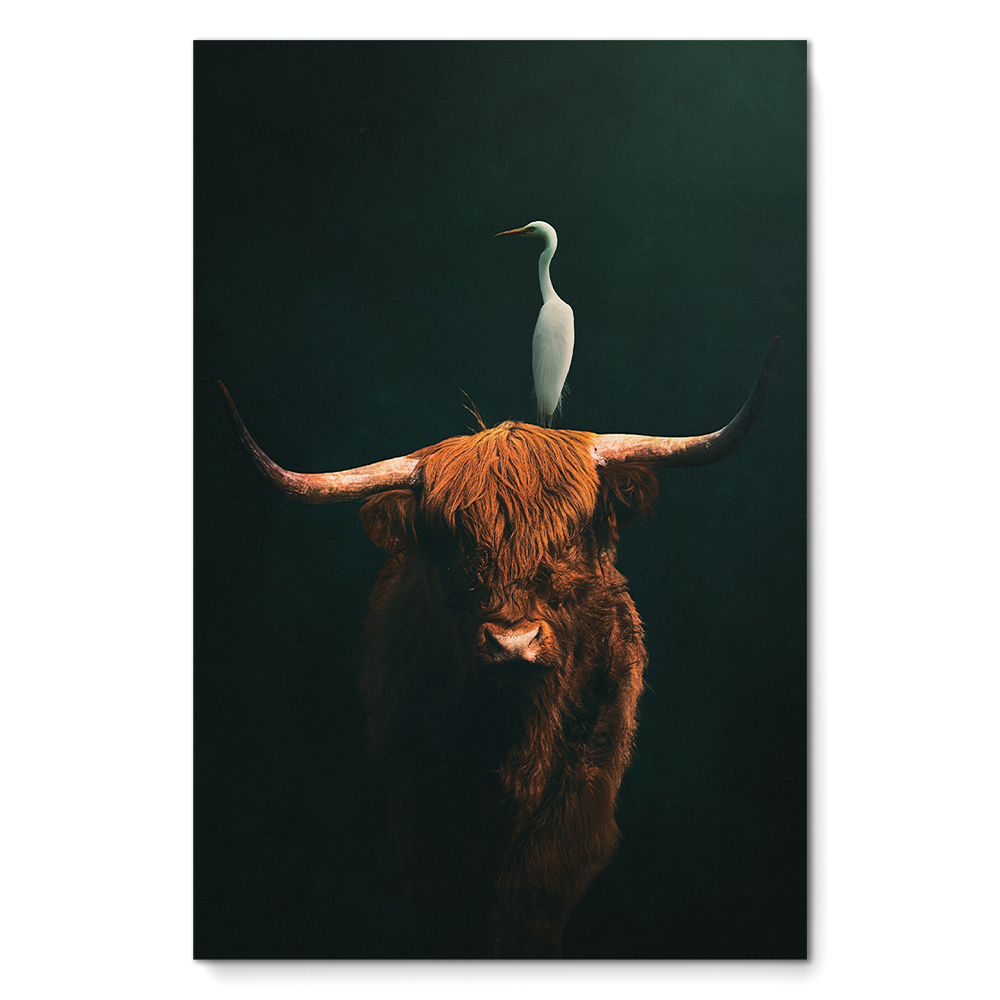Highland Cow with Heron