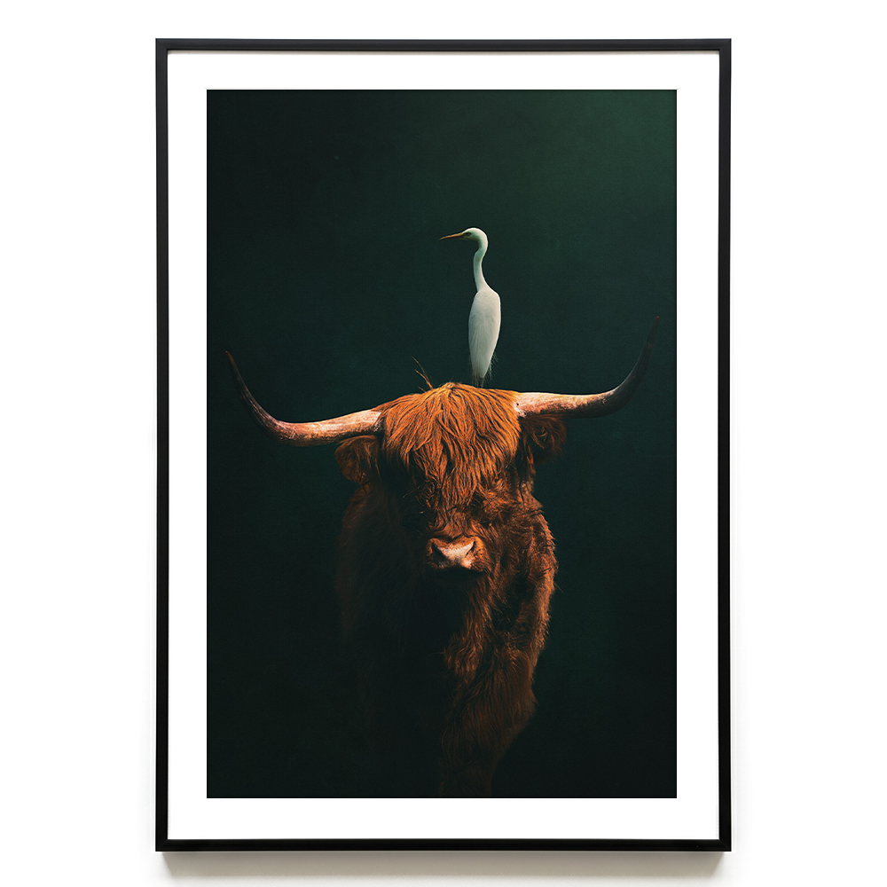 Highland Cow with Heron EU