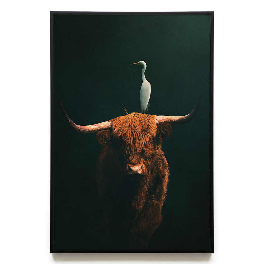 Highland Cow with Heron EU