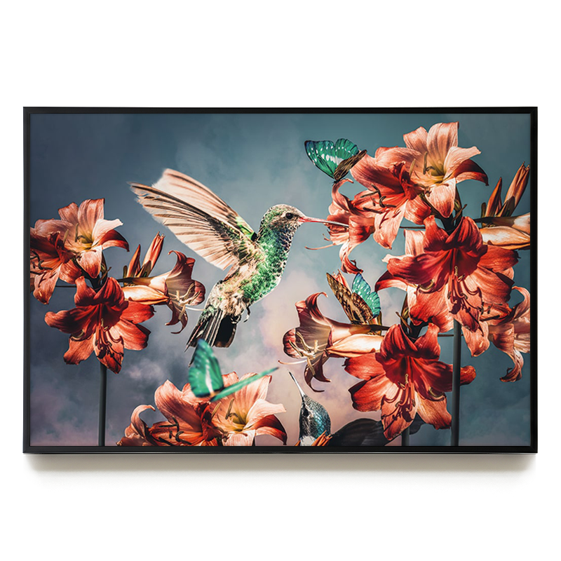 Hummingbirds LS EU