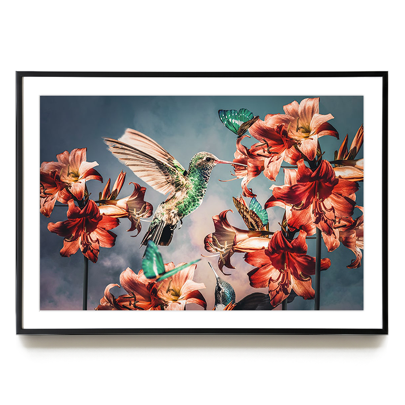 Hummingbirds LS EU