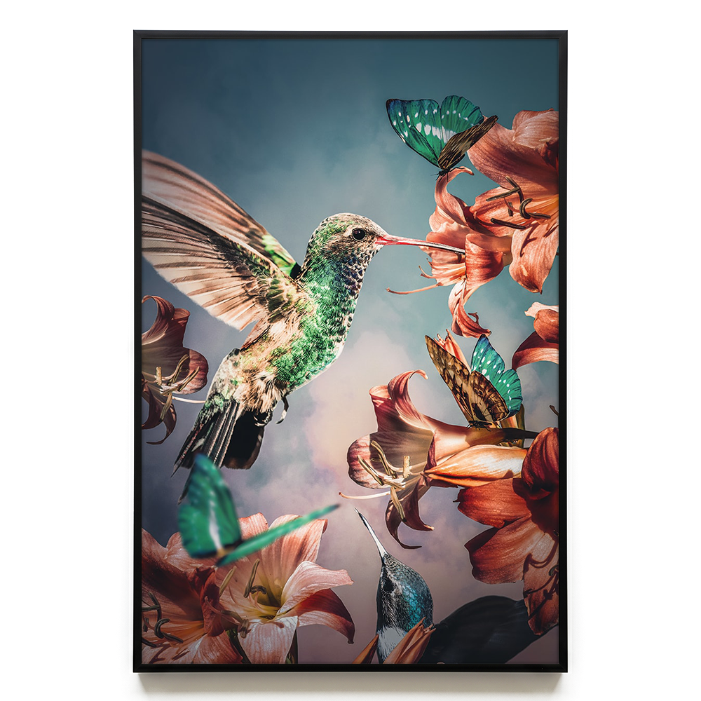 Hummingbirds EU