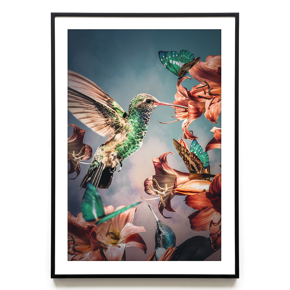 Hummingbirds EU