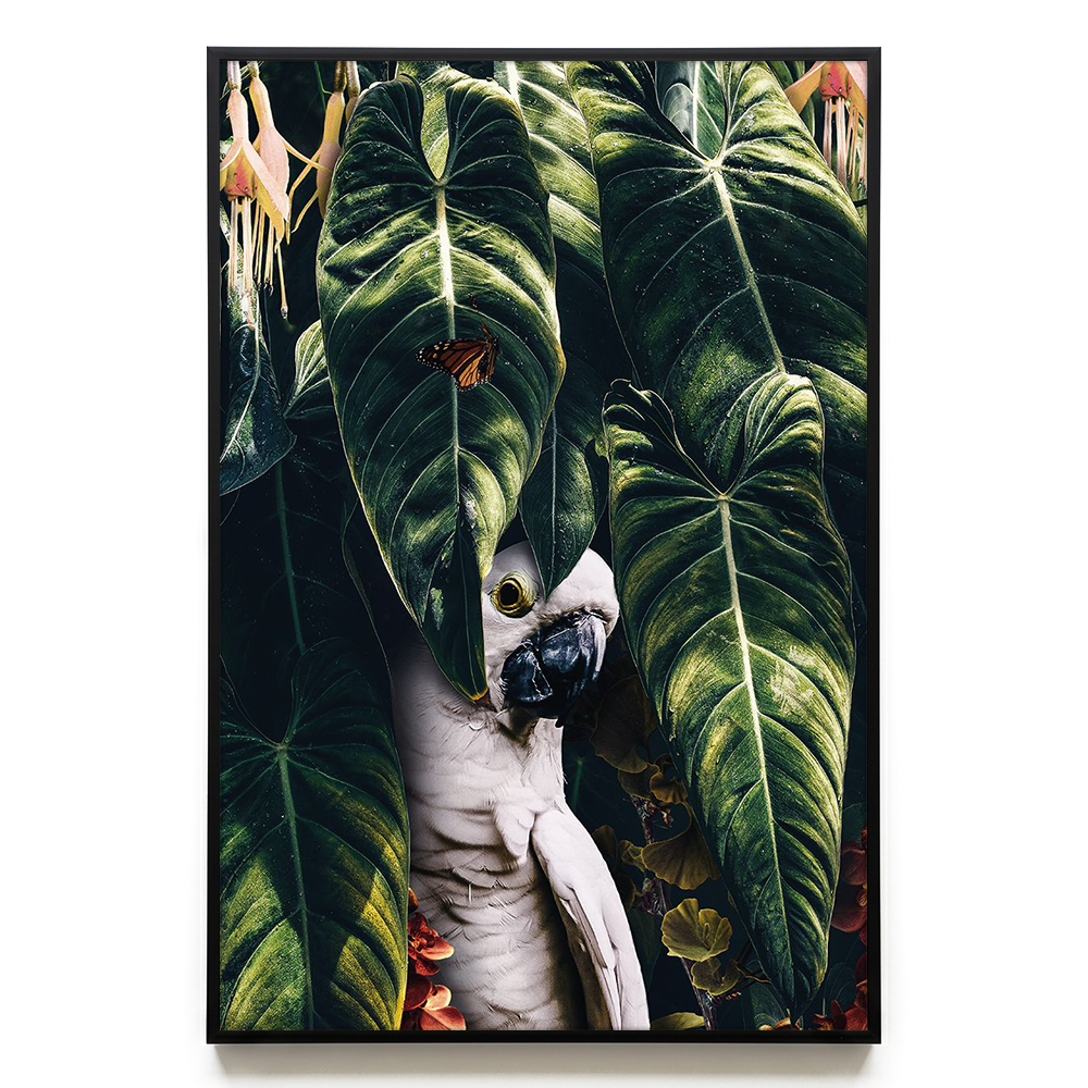 Jungle Parrot EU
