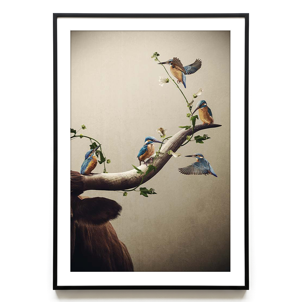Kingfishers EU