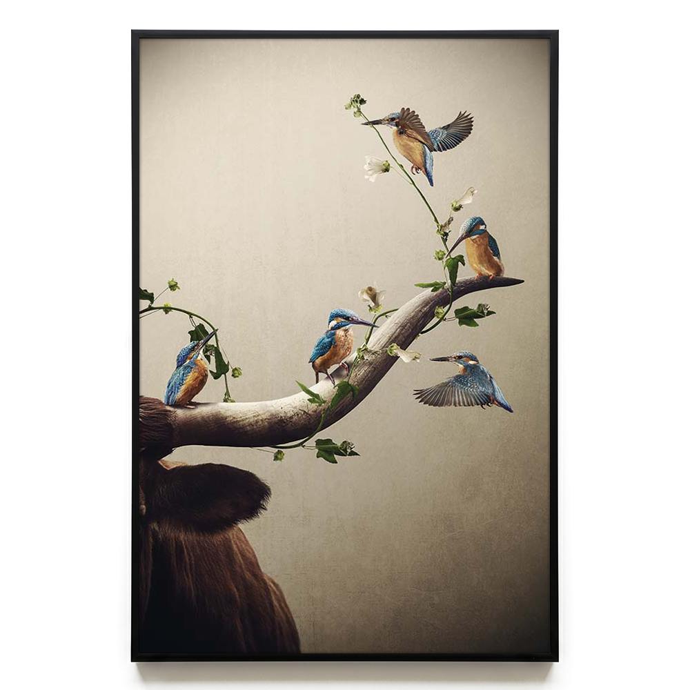 Kingfishers EU