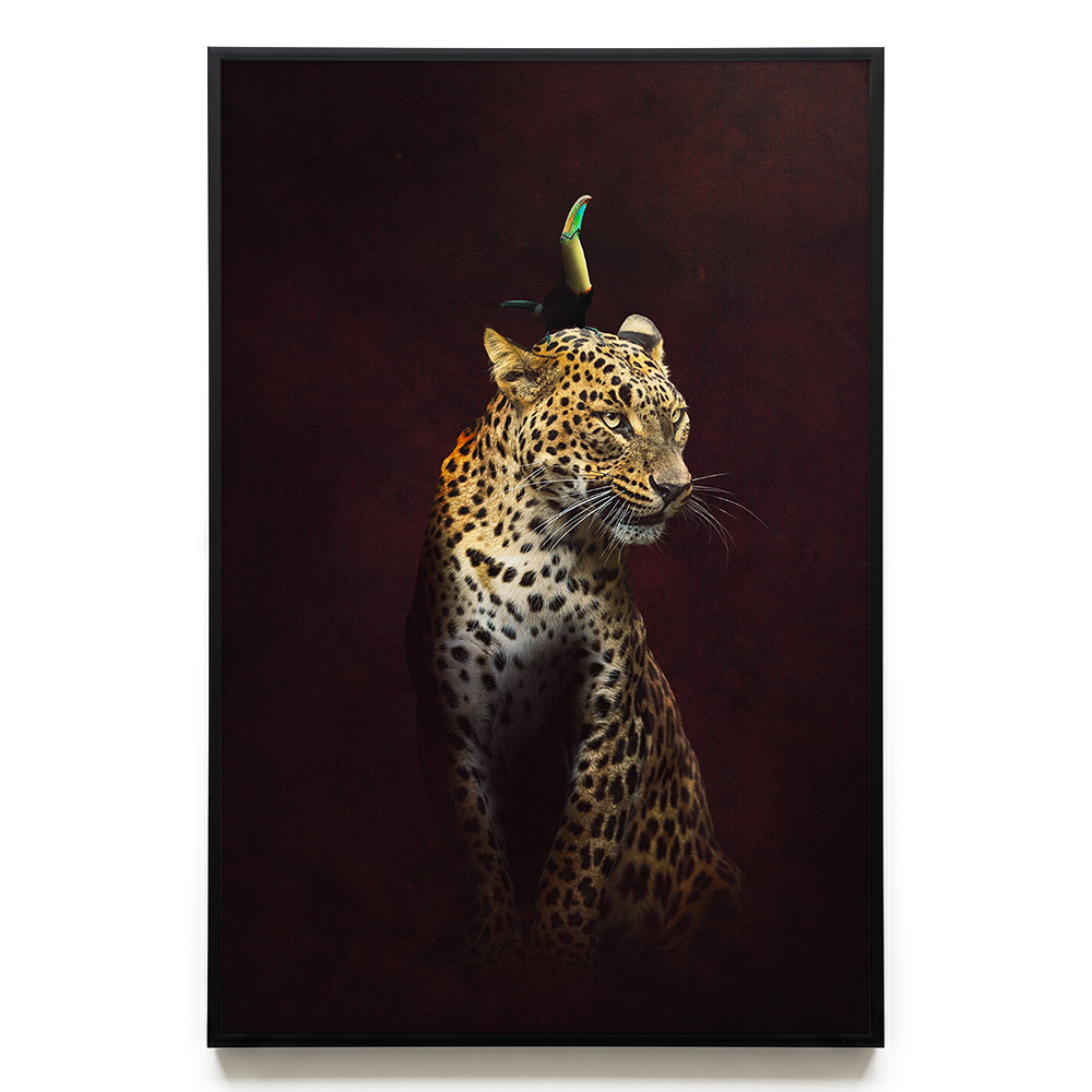 Leopard with Toucan EU