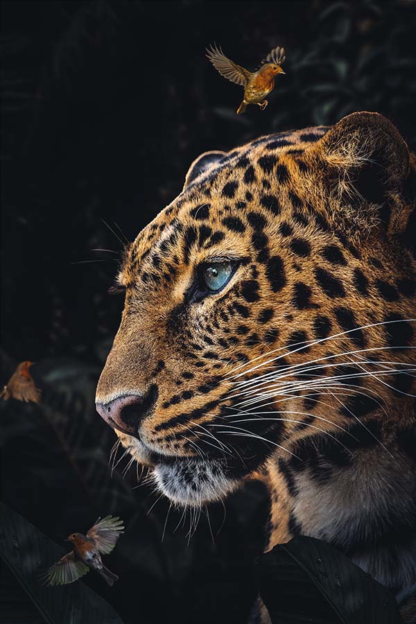 Leopardenpaar 2
