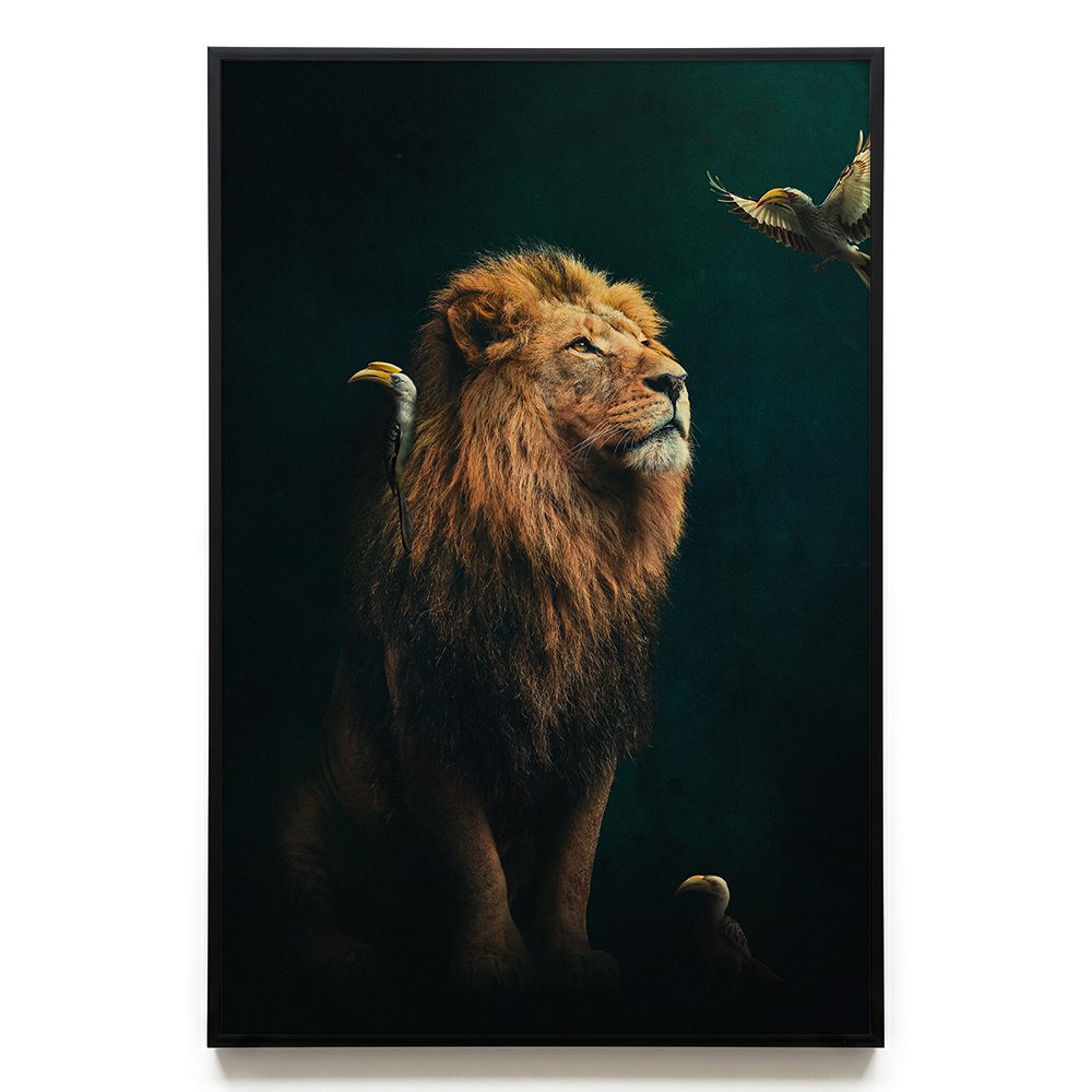Lion with Hornbills EU