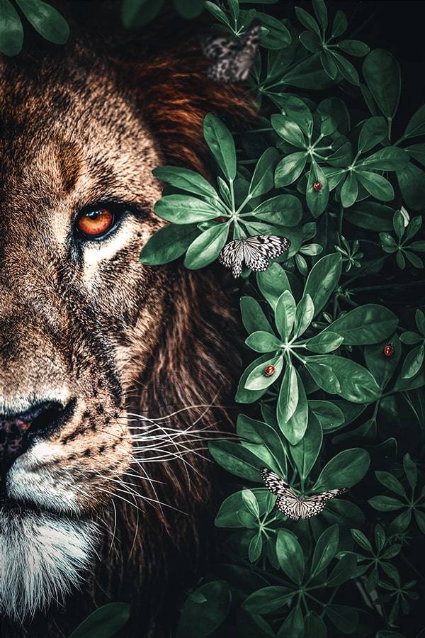 Löwenduett-Dschungel
