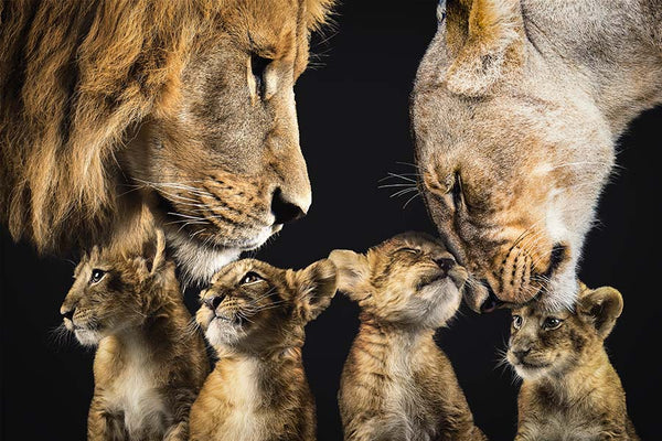 Löwenfamilie 2