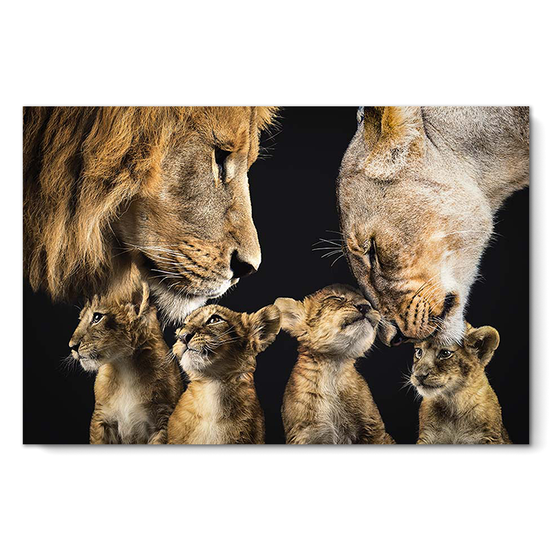 Lion Family 2