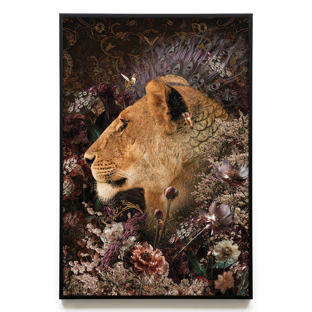 Lioness #3 EU