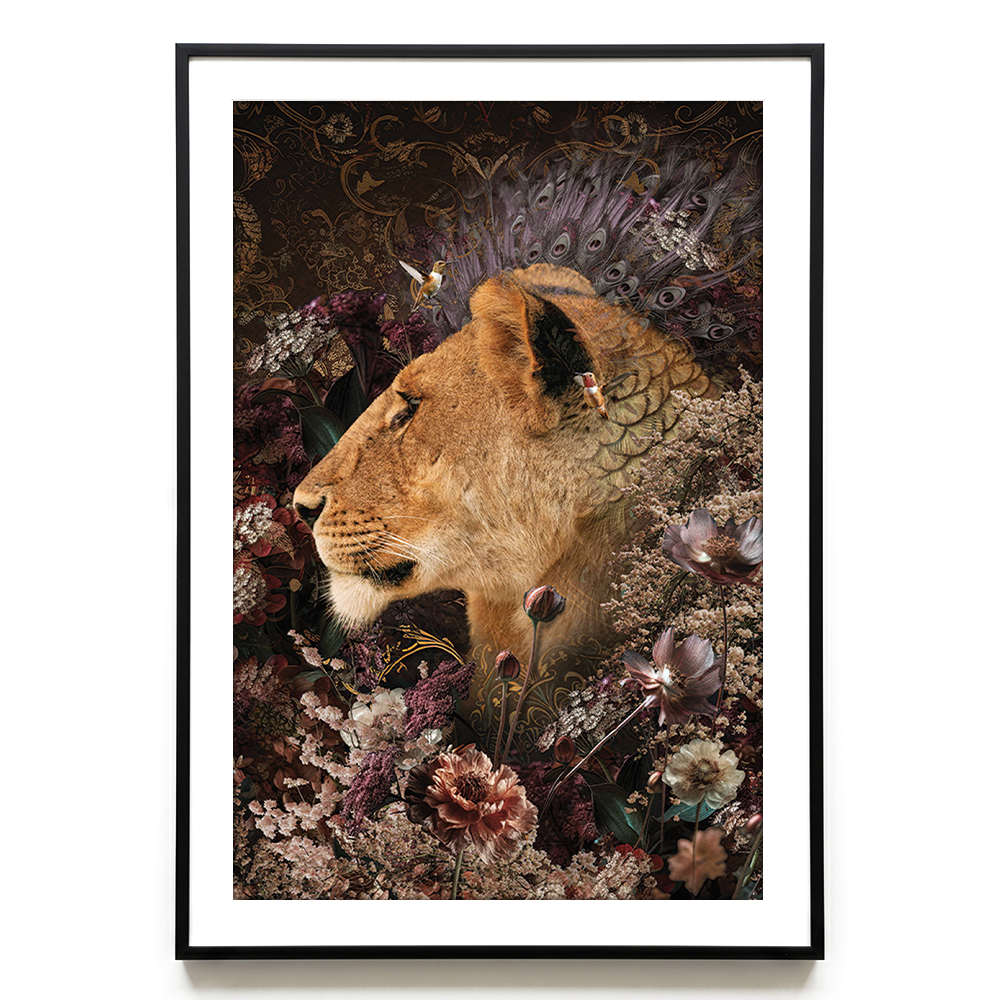 Lioness #3 EU