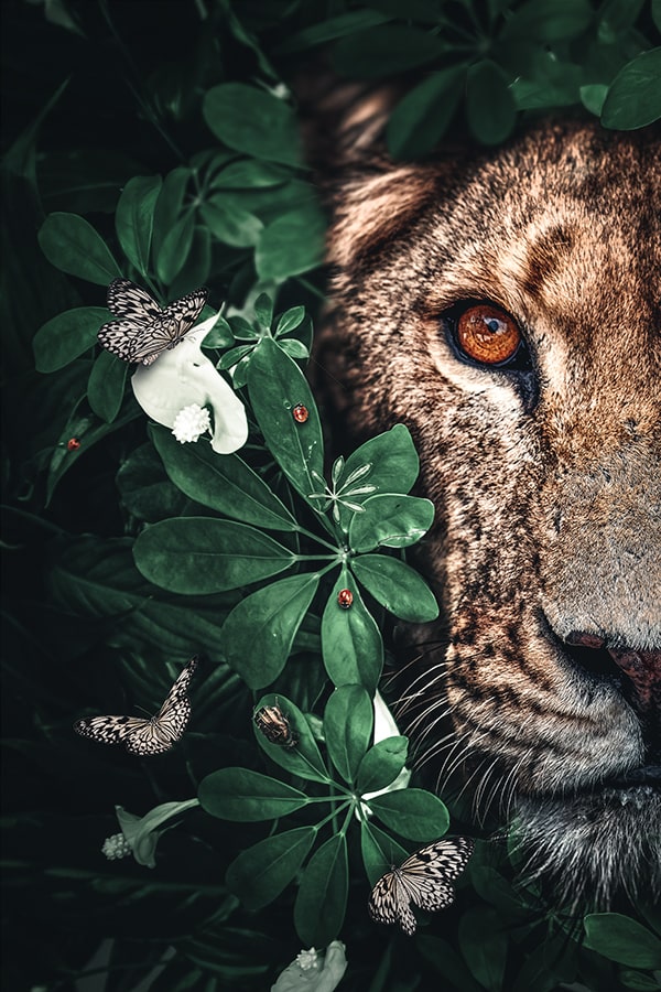 Lioness Duet Jungle