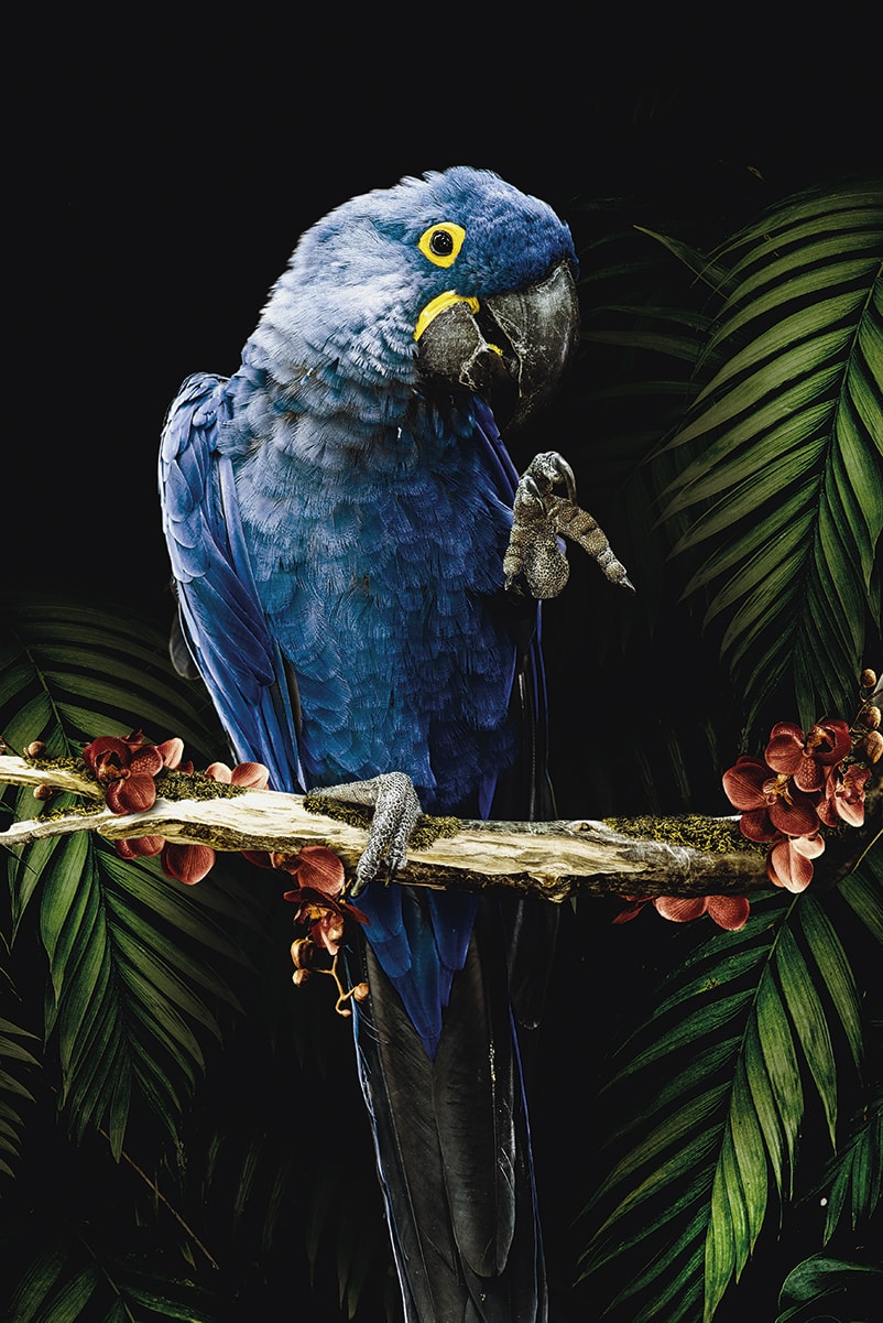 Macaw Parrot