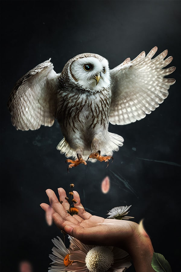 Owl 5