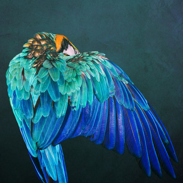 Parrot Wings
