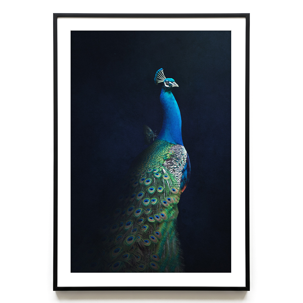 Peacock with Butterfly EU