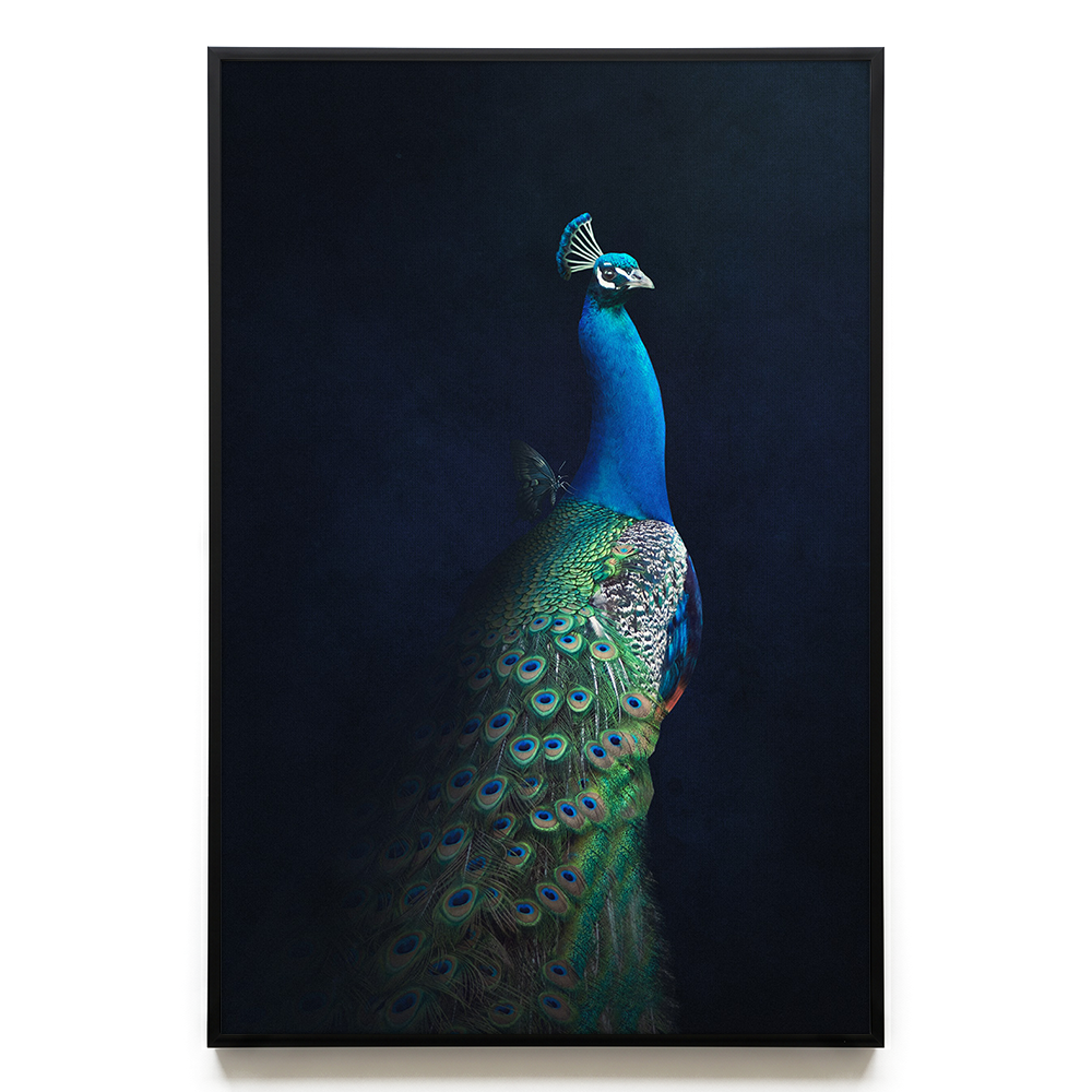 Peacock with Butterfly EU