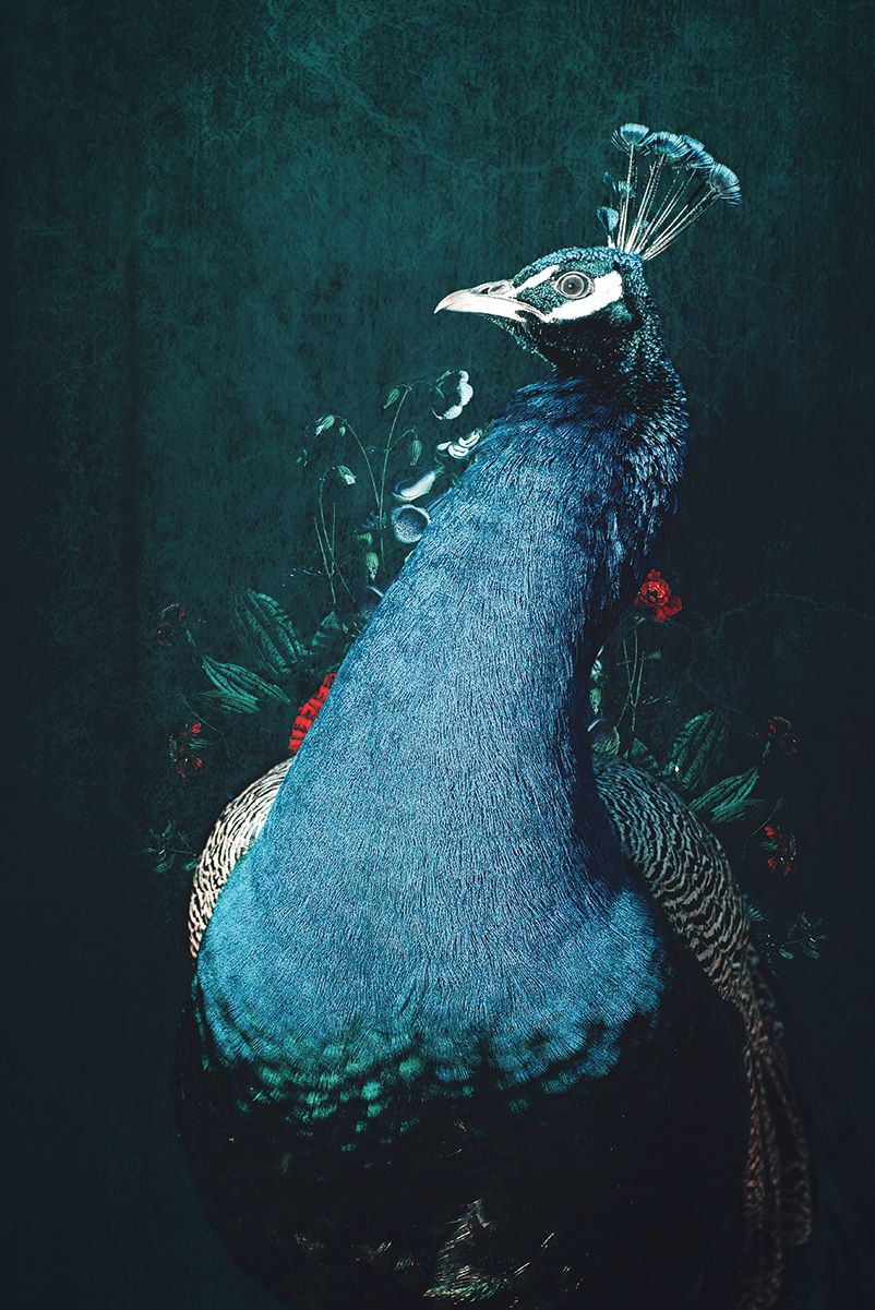 Peacock 2