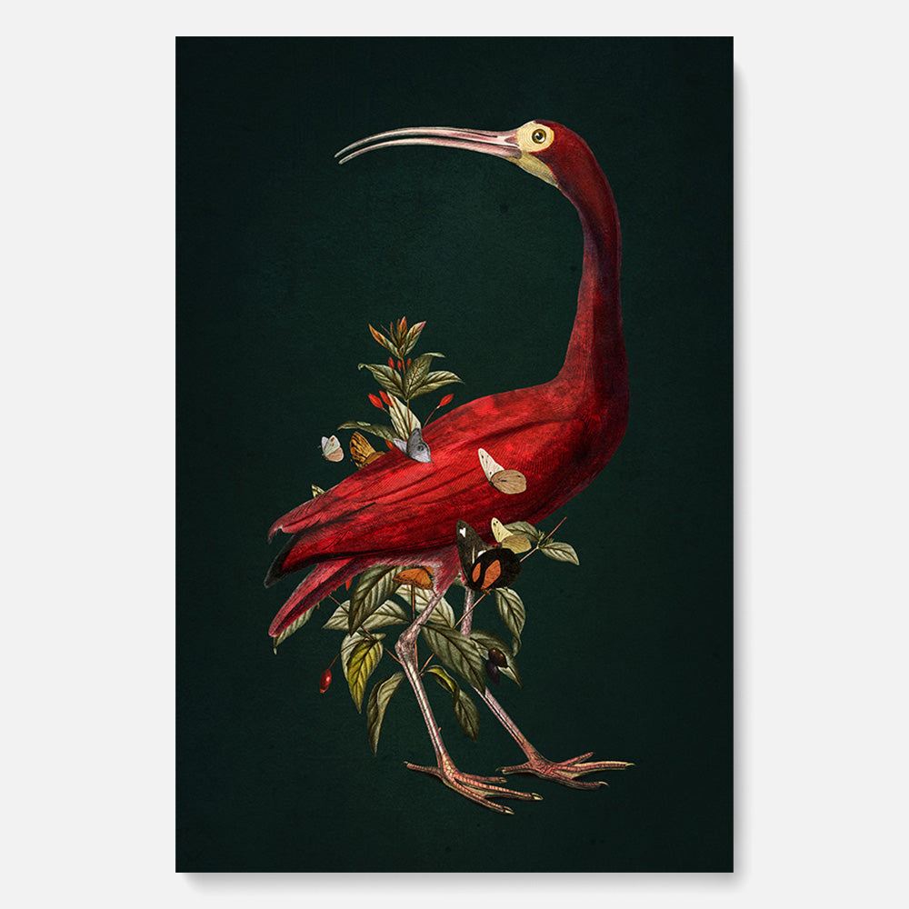 Red Ibis