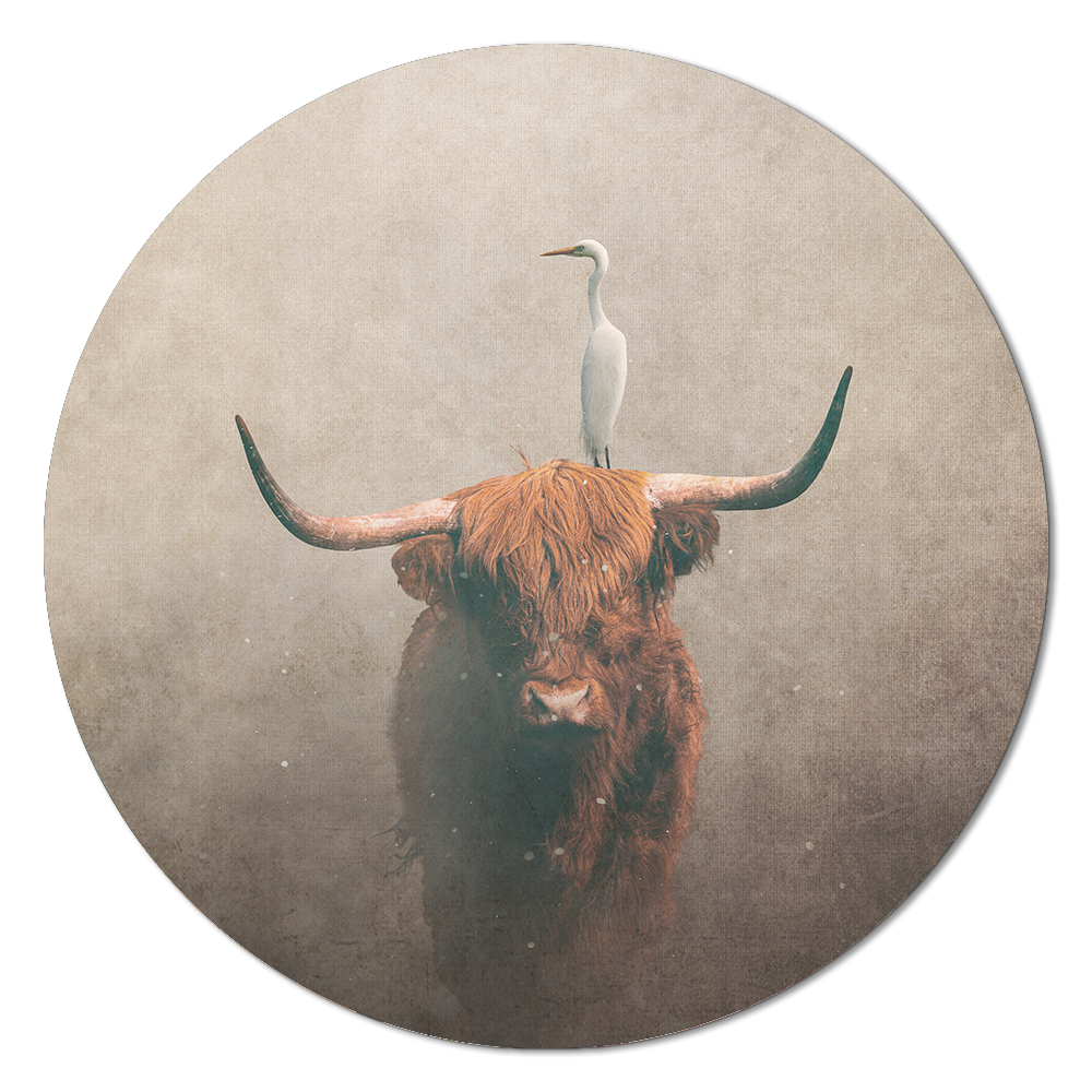 Highland Cow with Heron Light RND