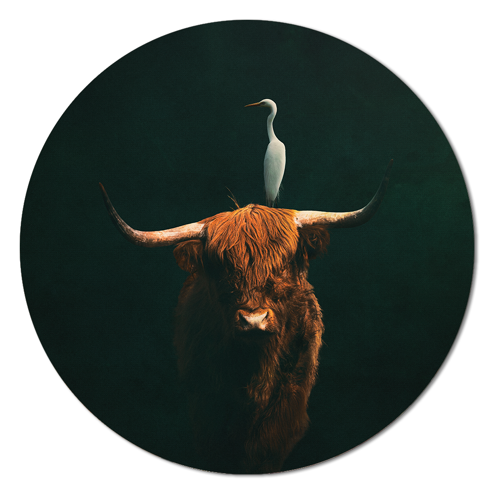 Highland Cow with Heron RND