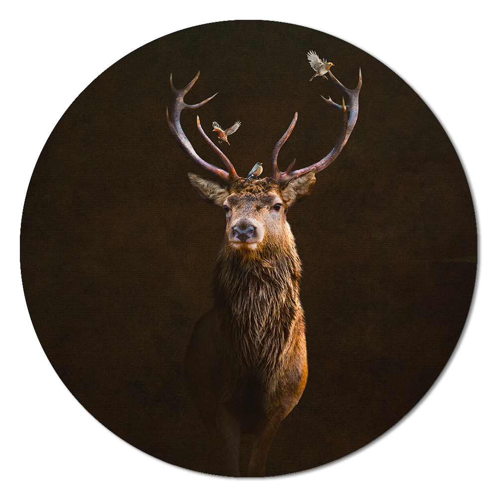 Deer with Birds RND