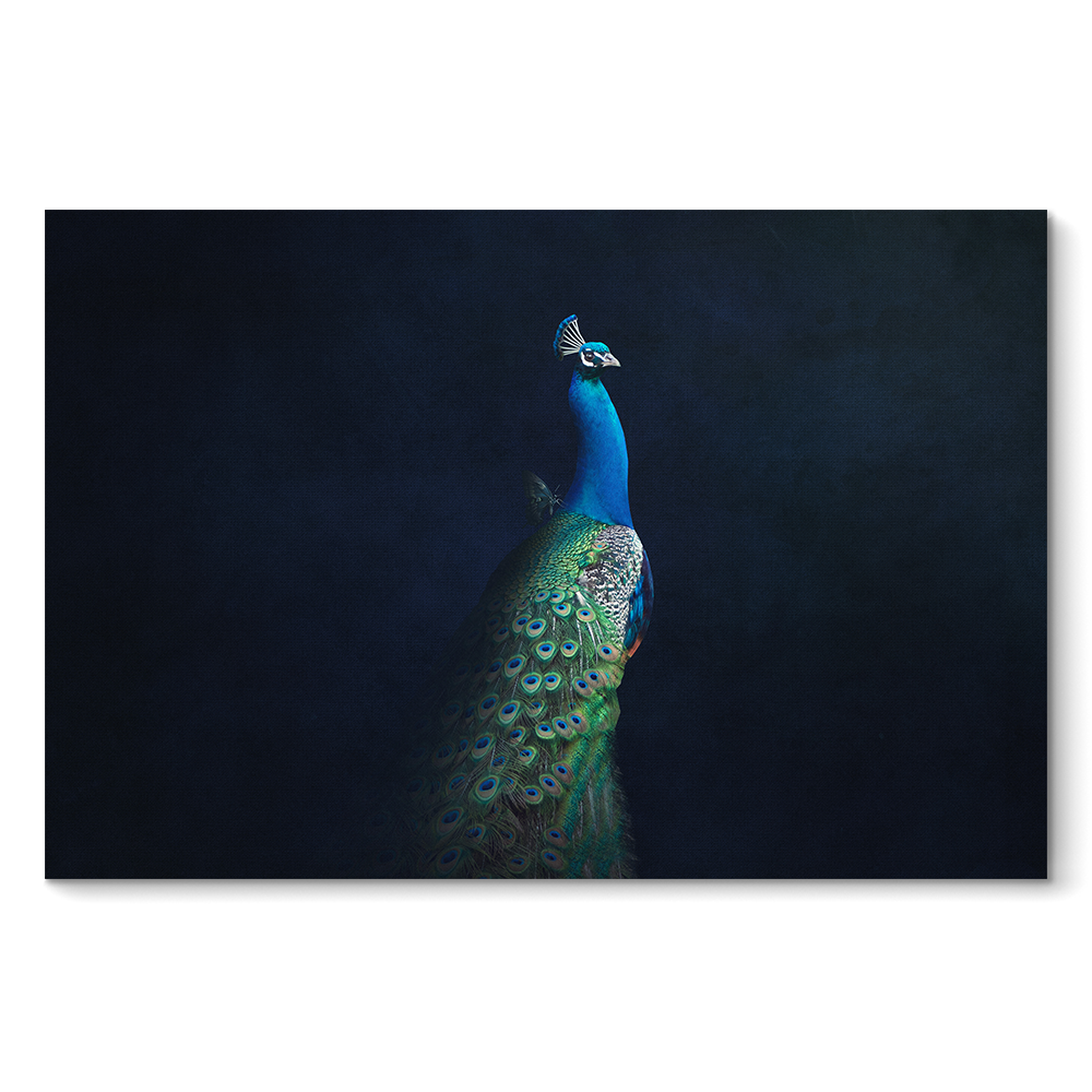 Peacock with Butterfly LS