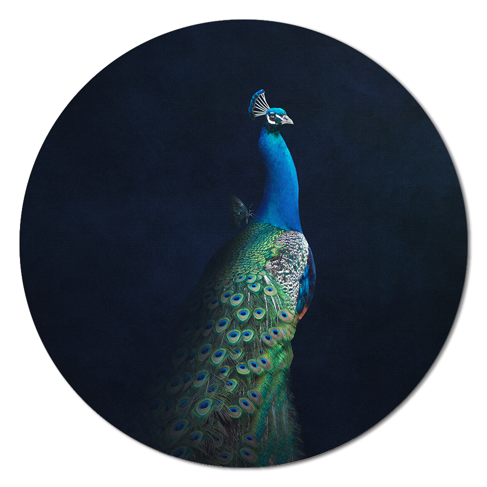 Peacock with Butterfly RND