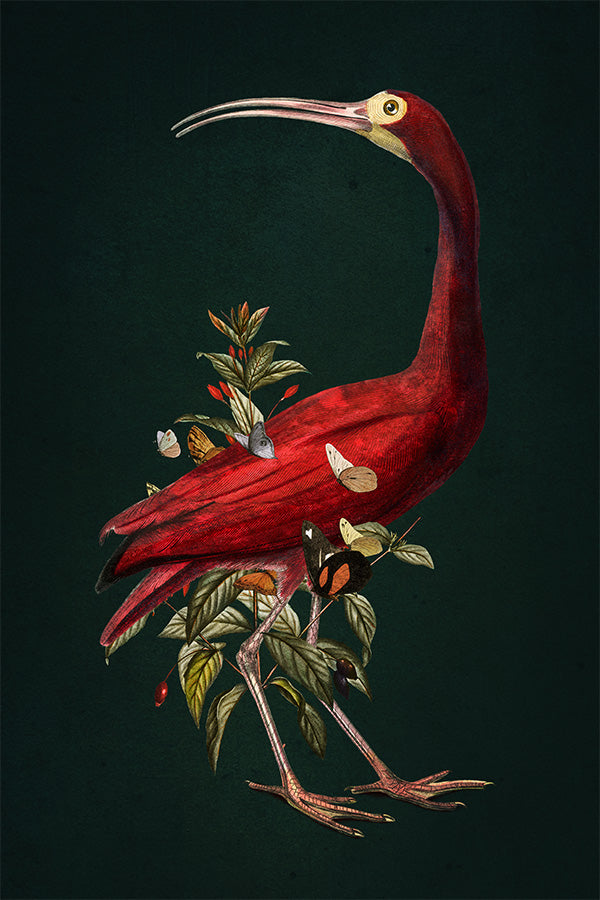 Red Ibis