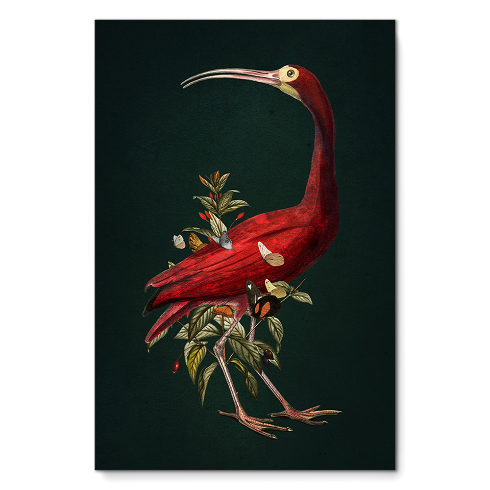 Red Ibis
