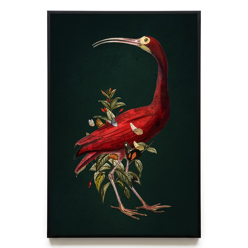 Red Ibis EU