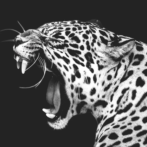 Brüllender Jaguar