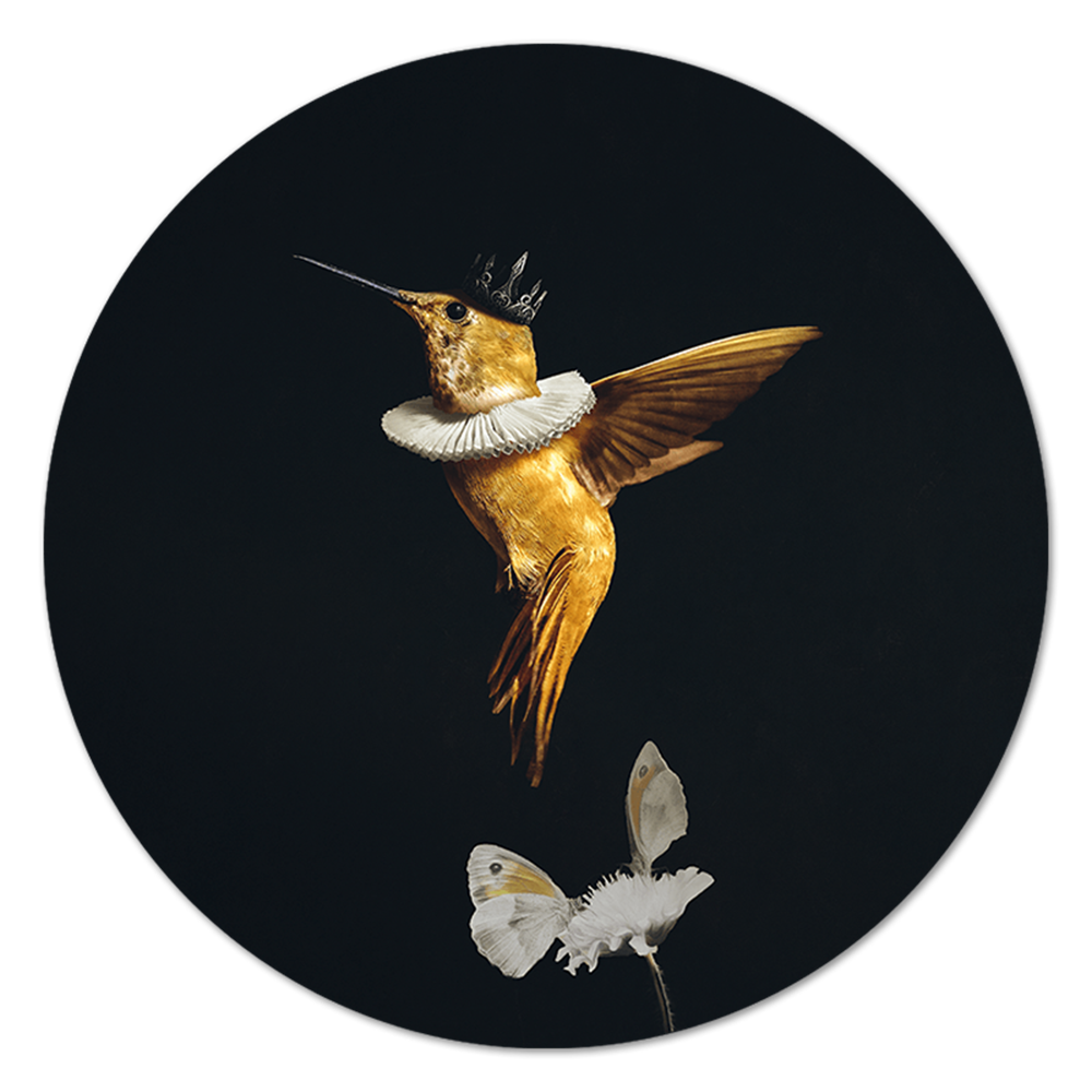 Royal Hummingbird RND