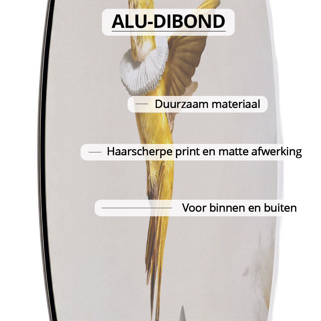 Royal Hummingbird Light RND