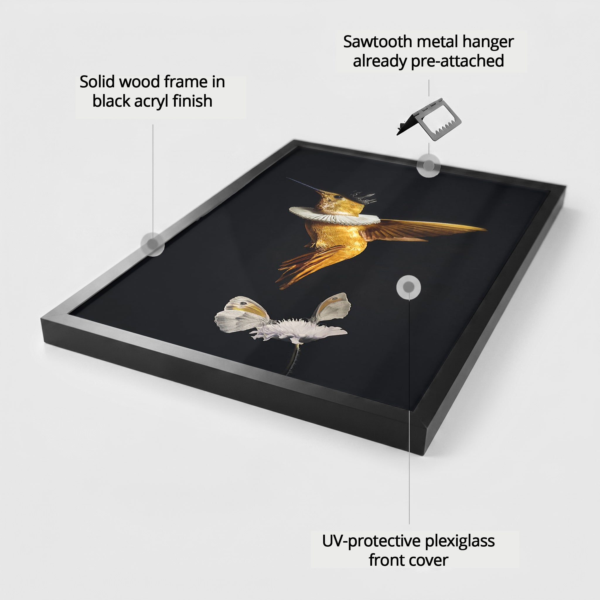 Royal Hummingbird EU