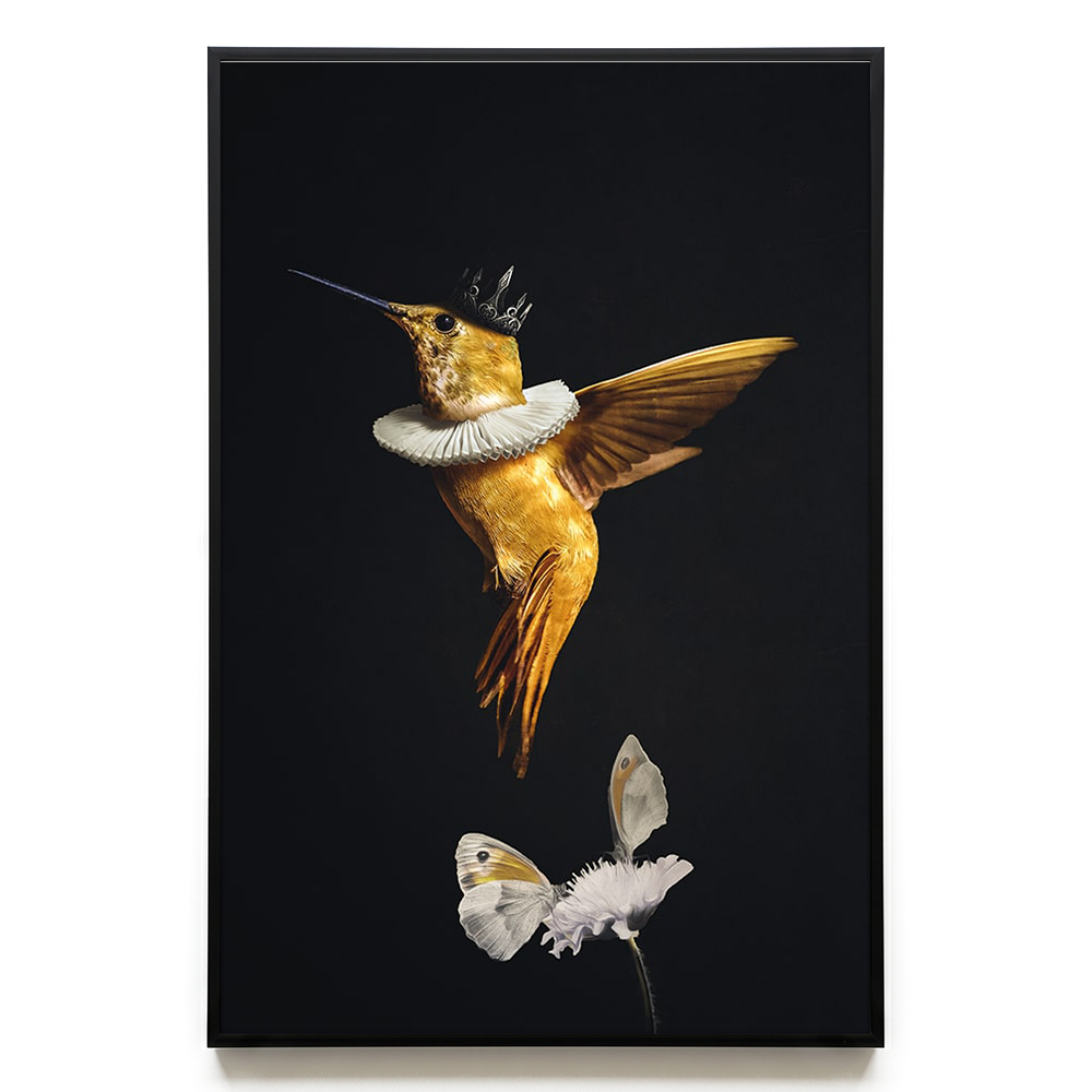 Royal Hummingbird EU
